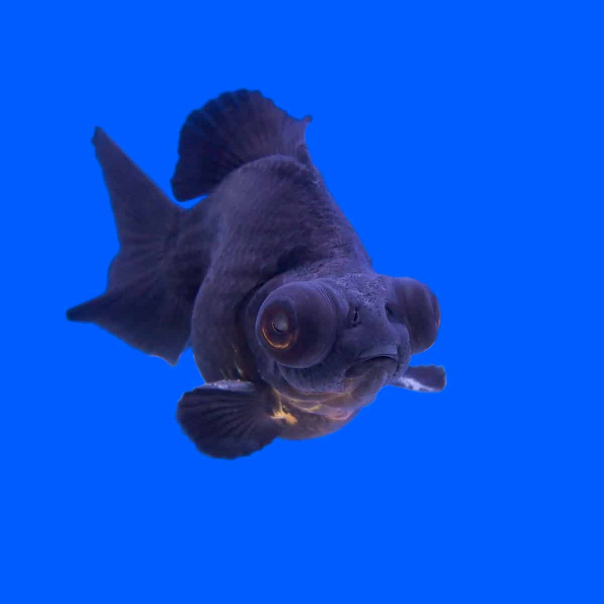Black Moor Goldfish