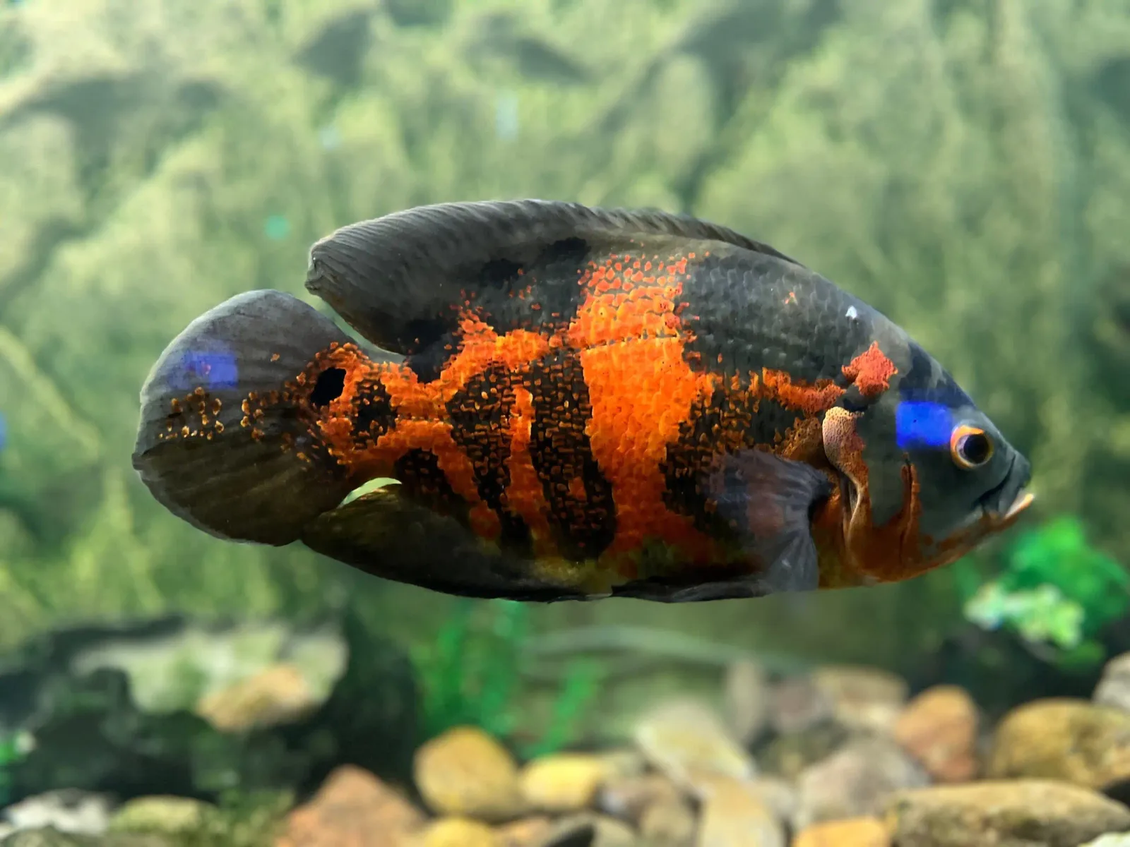 Oscar – Tiger