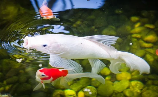 Milky Koi – Large